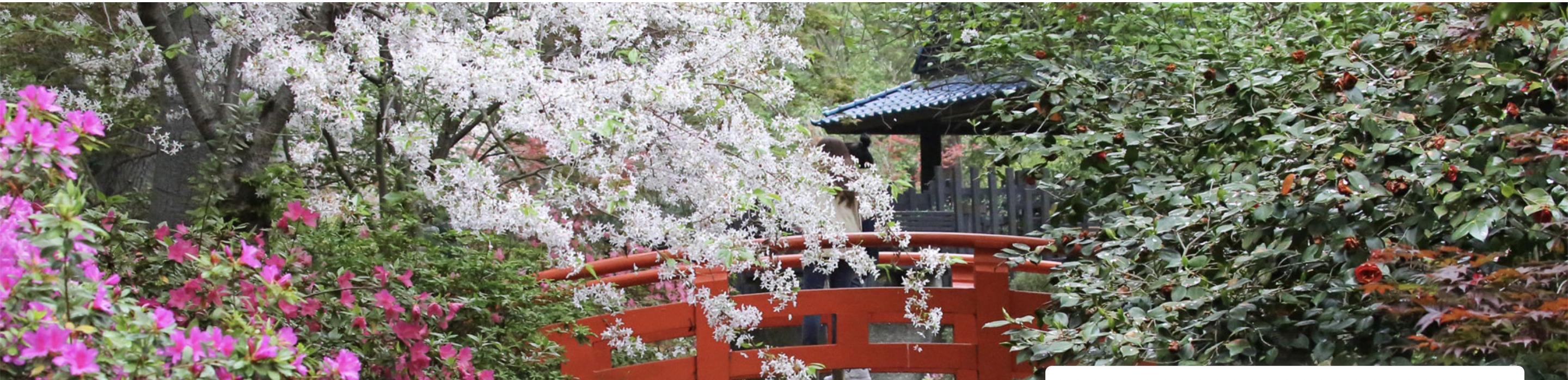 Japanese Garden at Descanso Gardens with white blossoms, pink flowers, greenery, and a red bridge