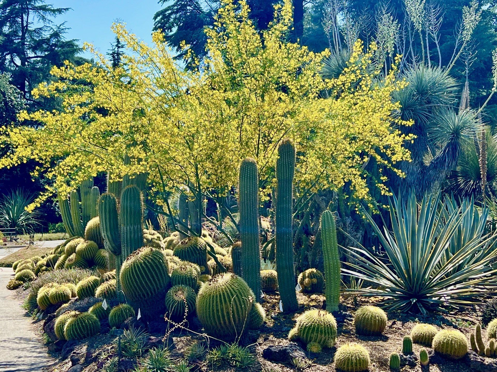 Garden path at The Huntington Library, Art Museum, and Botanical Gardens in San Marino